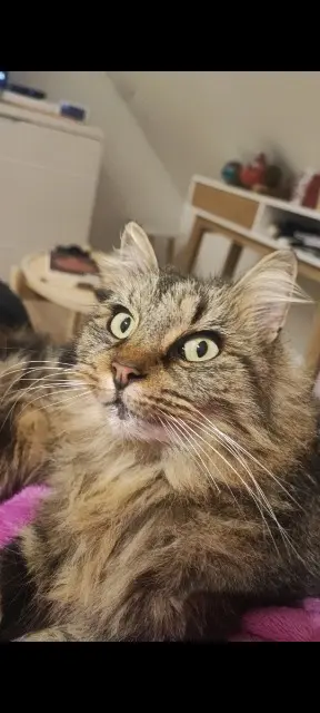 chatte lost   73800 Arbin Mia