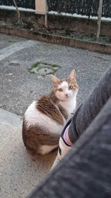 chatte lost   73540 La Bâthie Miss