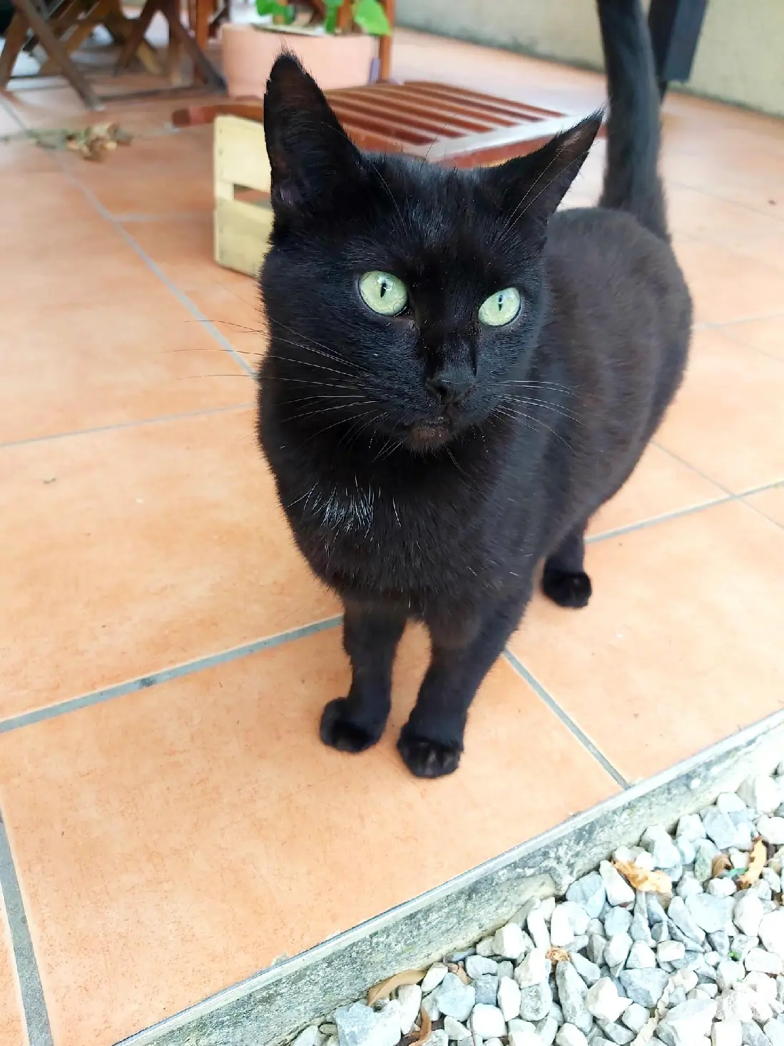 Chatte Perdue 73 Savoie - Mitsu Chatte Perdue 73 Savoie - Mitsu