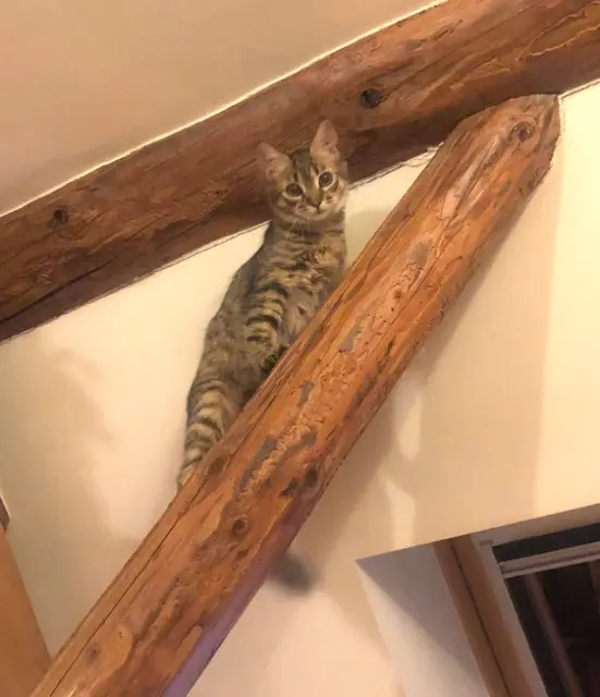 chatte lost   73200 Mercury Moka
