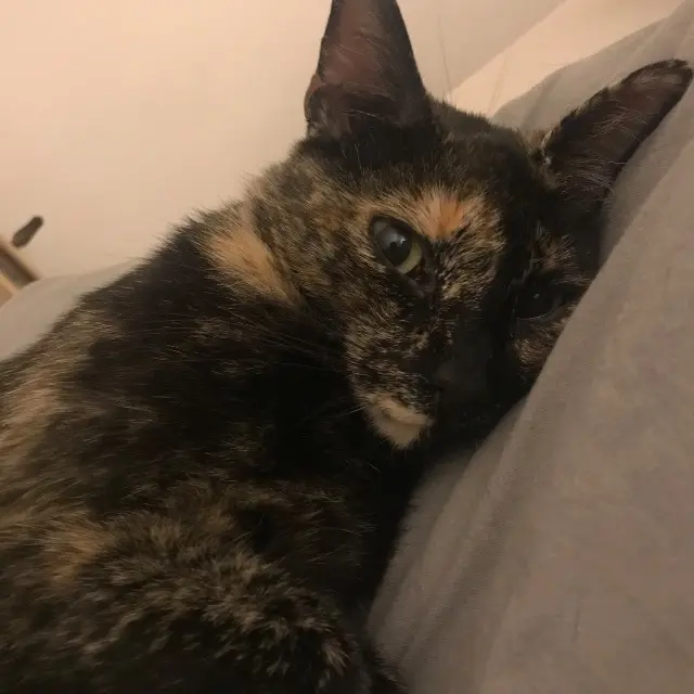 chatte lost   73000 Chambéry Mookie