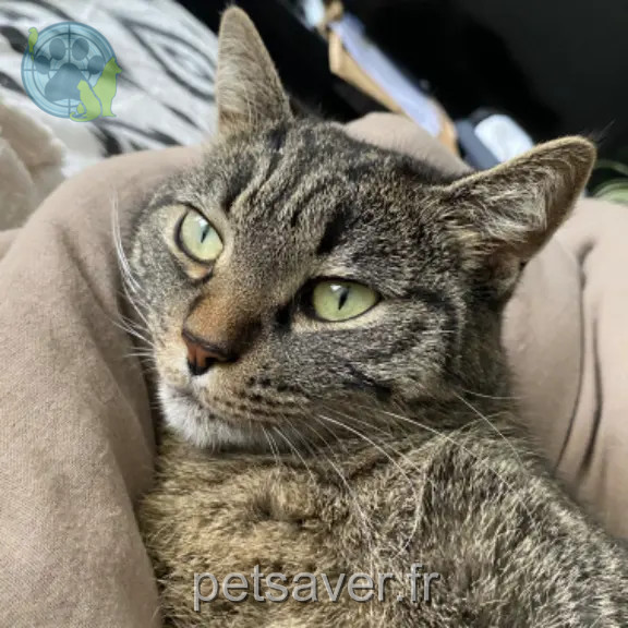 Chatte Perdue 73 Savoie Chatte Perdue 73 Savoie