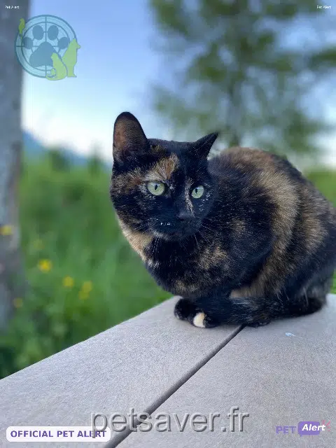 Nala
