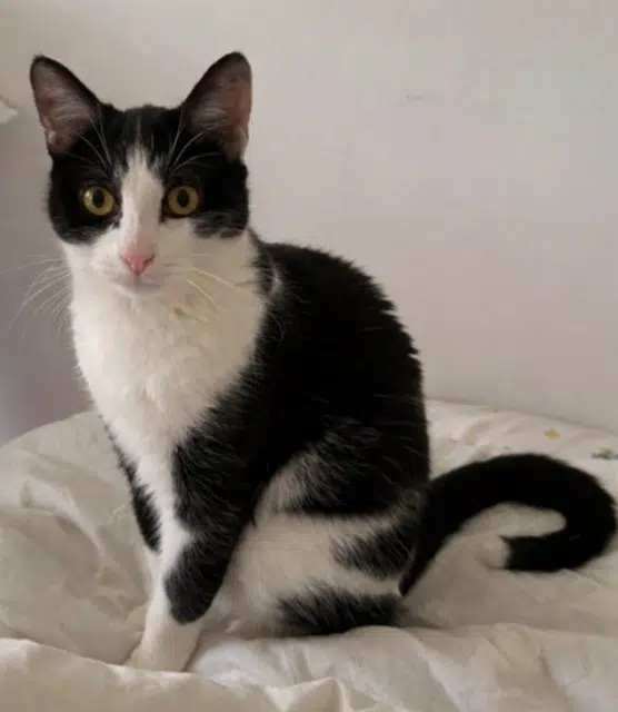 chatte lost   73100 Aix-les-Bains Nausicaa