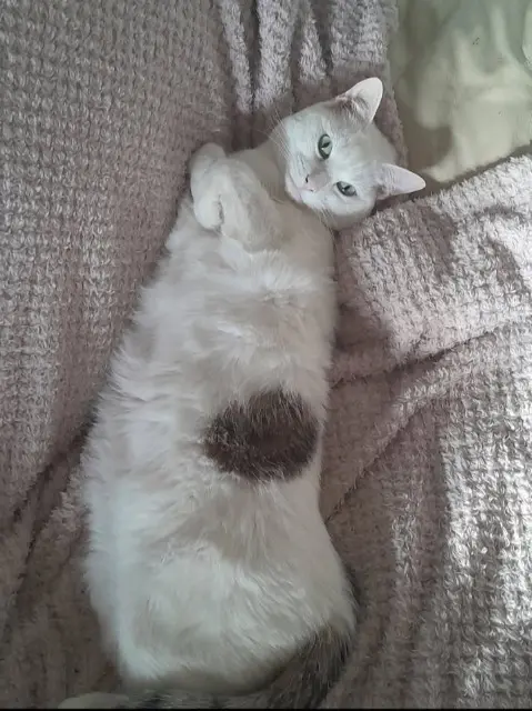 chatte lost   73000 Chambéry Neige