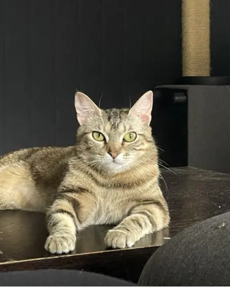 chatte lost   73000 Chambéry Nida