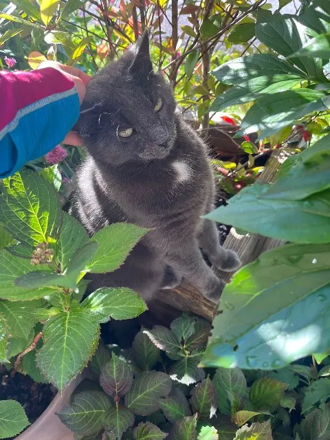 chatte lost   73270 Villard-sur-Doron Nunus