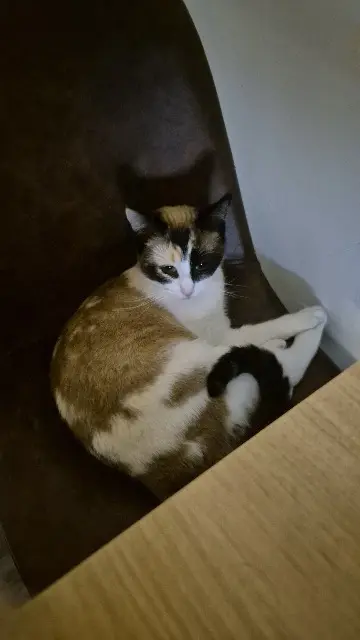chatte lost   73200 Albertville Nyx
