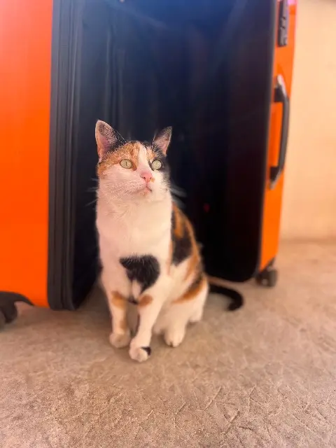 chatte lost   73700 Bourg-Saint-Maurice Olly