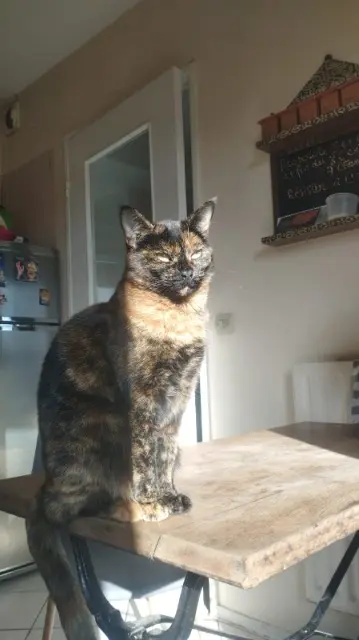 chatte lost   73000 Chambéry Opium