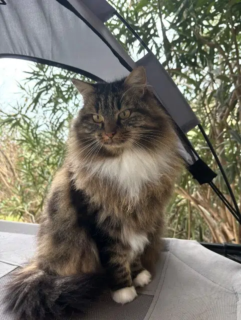 chatte perdue 73420 Drumettaz-Clarafond Ouna chatte lost 73420 Drumettaz-Clarafond Ouna