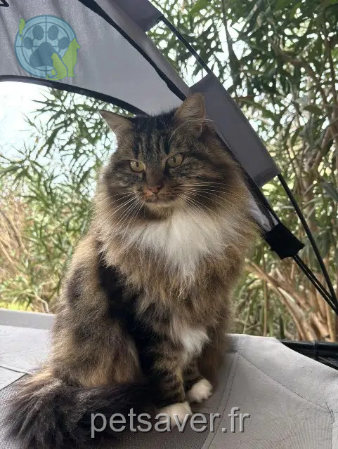 kat vermist 73420 Drumettaz-Clarafond Ouna kat lost 73420 Drumettaz-Clarafond Ouna