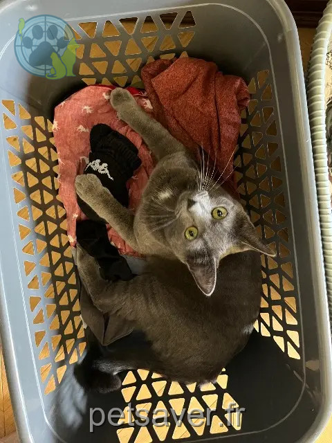 chatte perdue 73100 Aix-les-Bains Pepita chatte lost 73100 Aix-les-Bains Pepita