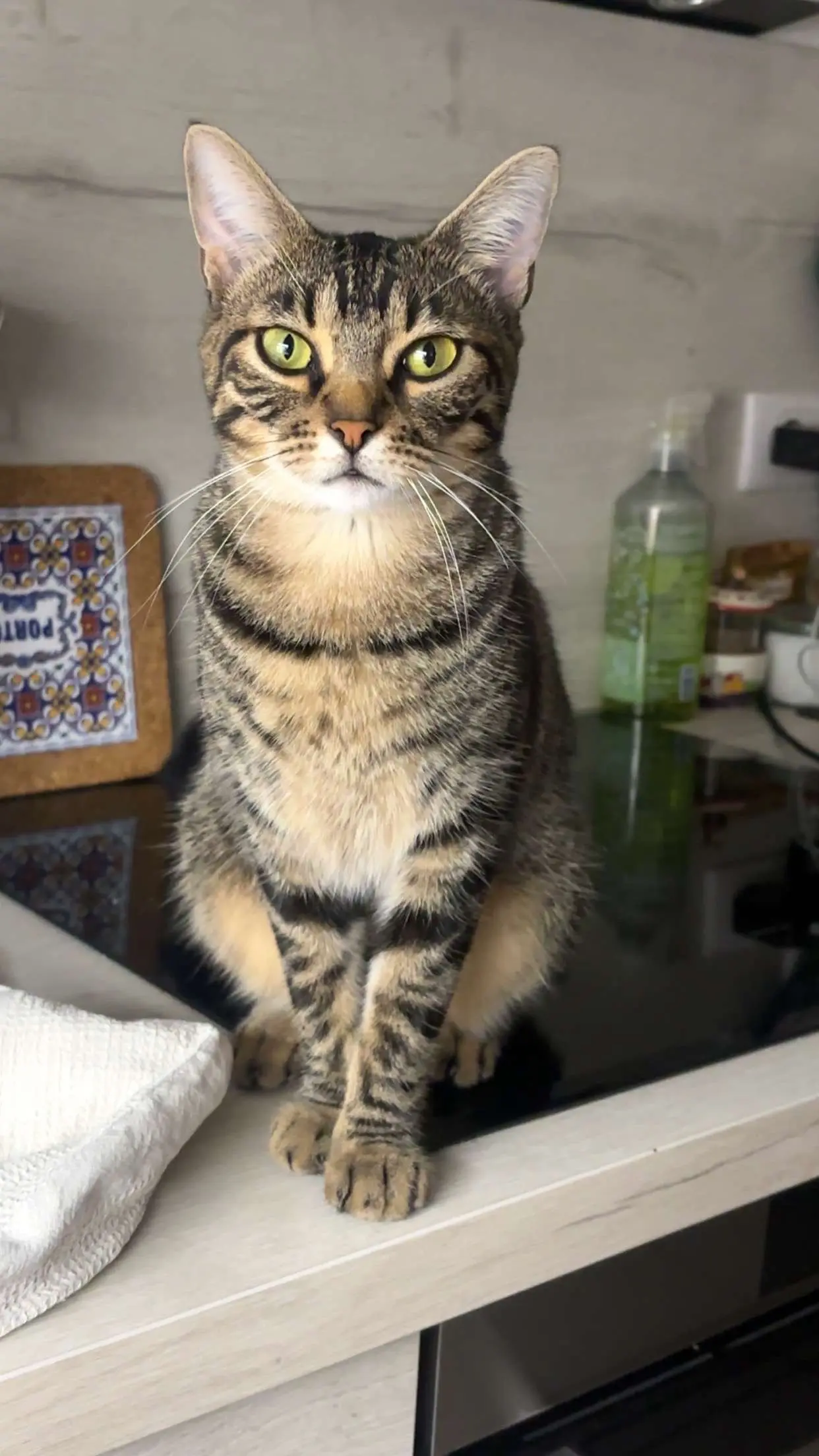 Chatte Perdue 73 Savoie - Perle Chatte Perdue 73 Savoie - Perle