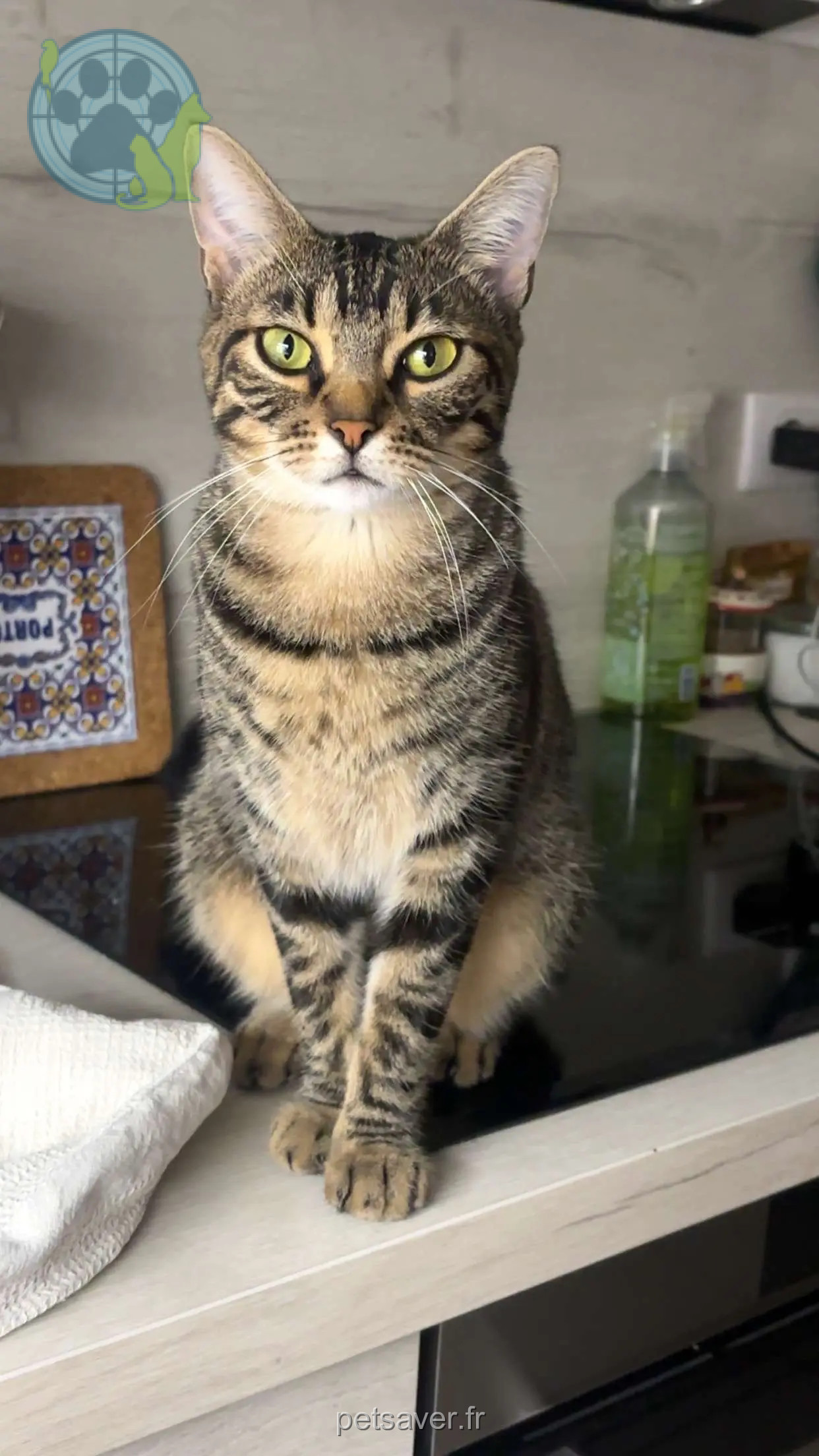 Chatte Perdue 73 Savoie - Perle Chatte Perdue 73 Savoie - Perle
