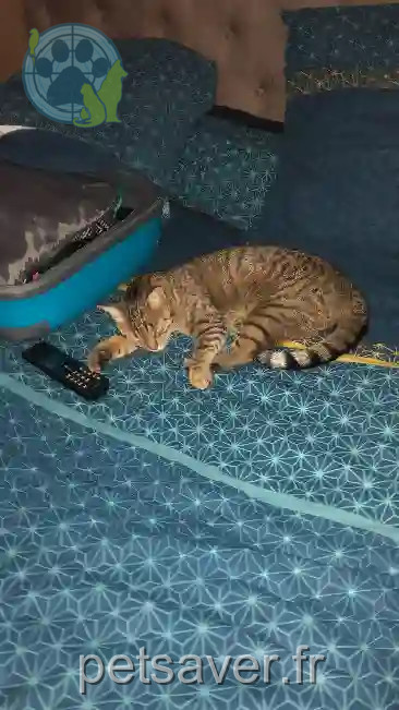 Chatte Perdue 73 Savoie - Poupoune Chatte Perdue 73 Savoie - Poupoune