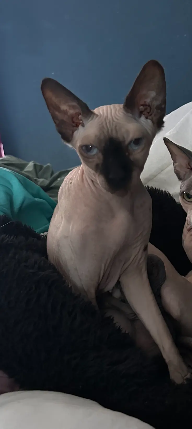 Chatte Perdue 73 Savoie Chatte Perdue 73 Savoie
