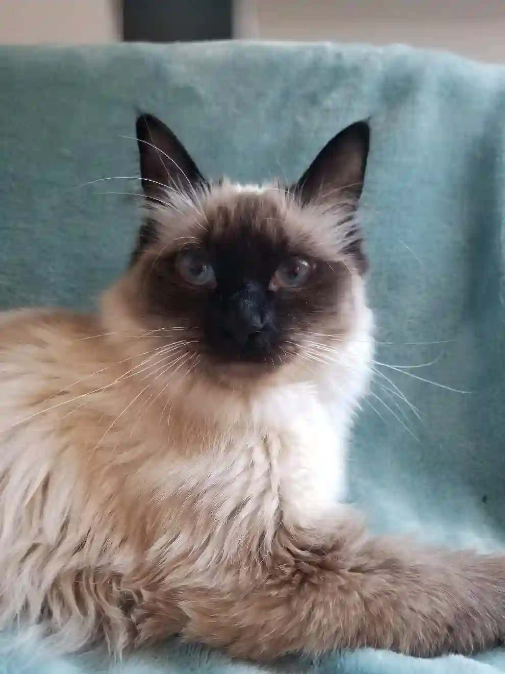 Chatte Perdue 73 Savoie - Ruby Chatte Perdue 73 Savoie - Ruby