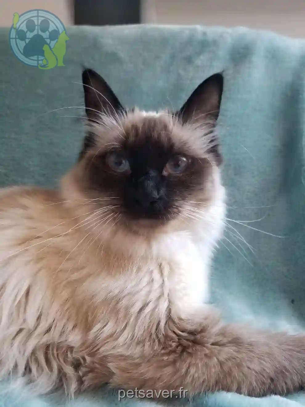 Chatte Perdue 73 Savoie - Ruby Chatte Perdue 73 Savoie - Ruby
