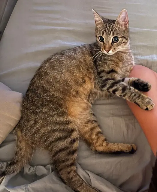 chatte lost   73600 Salins-Fontaine Nala