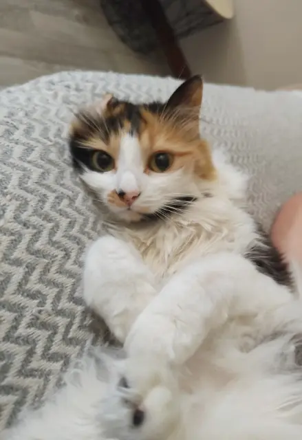 chatte lost   73470 Novalaise Sushi