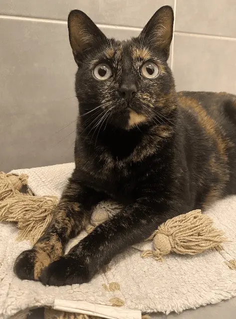 chatte lost   73190 Challes-les-Eaux Talie