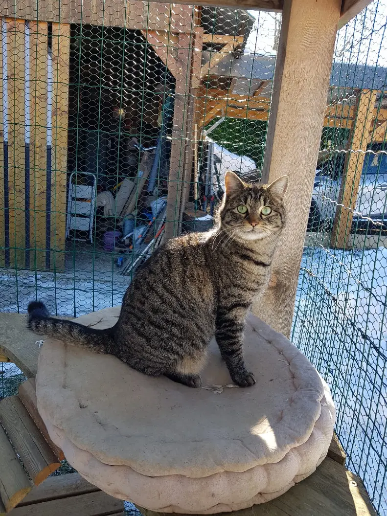 Chatte Perdue 73 Savoie - Tisha Chatte Perdue 73 Savoie - Tisha