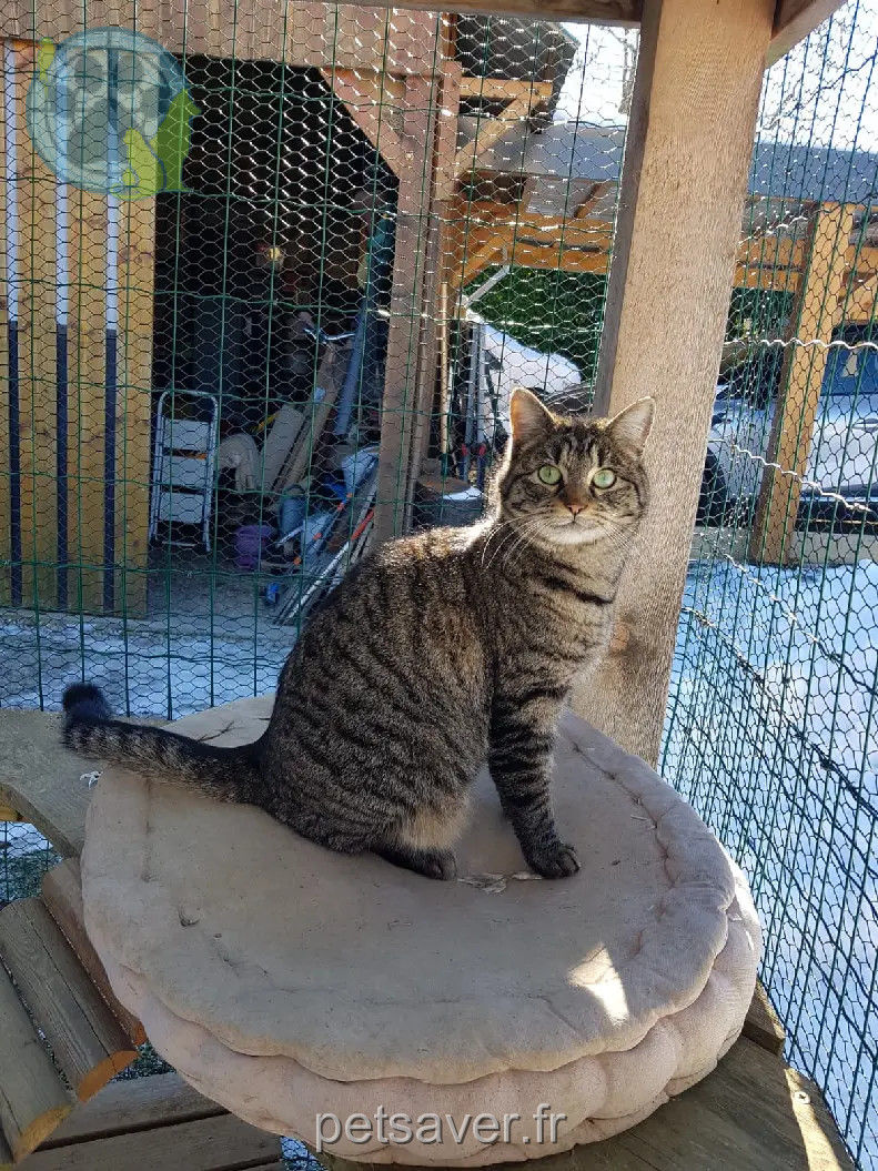 Chatte Perdue 73 Savoie - Tisha Chatte Perdue 73 Savoie - Tisha