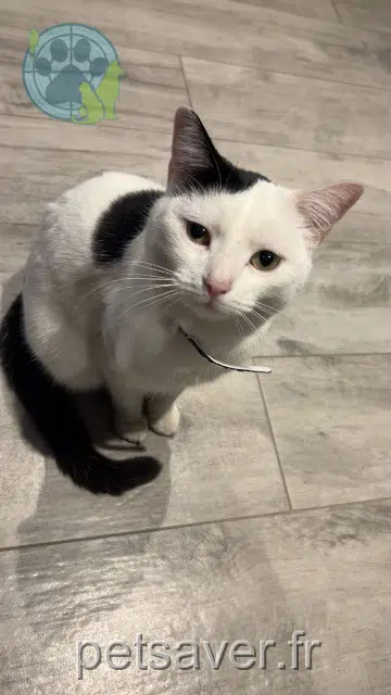chatte lost   73490 La Ravoire Tuï