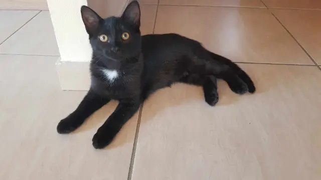 chatte lost   73390 Chamousset Una