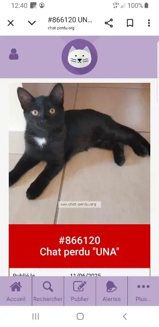 chatte lost   73390 Chamousset Una