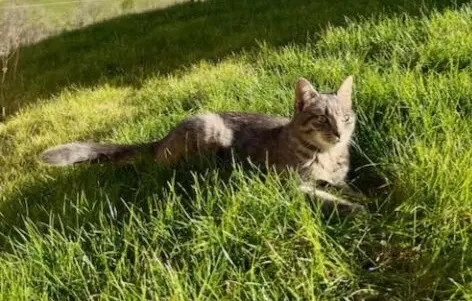 chatte lost   73200 Gilly-sur-Isère Vaya