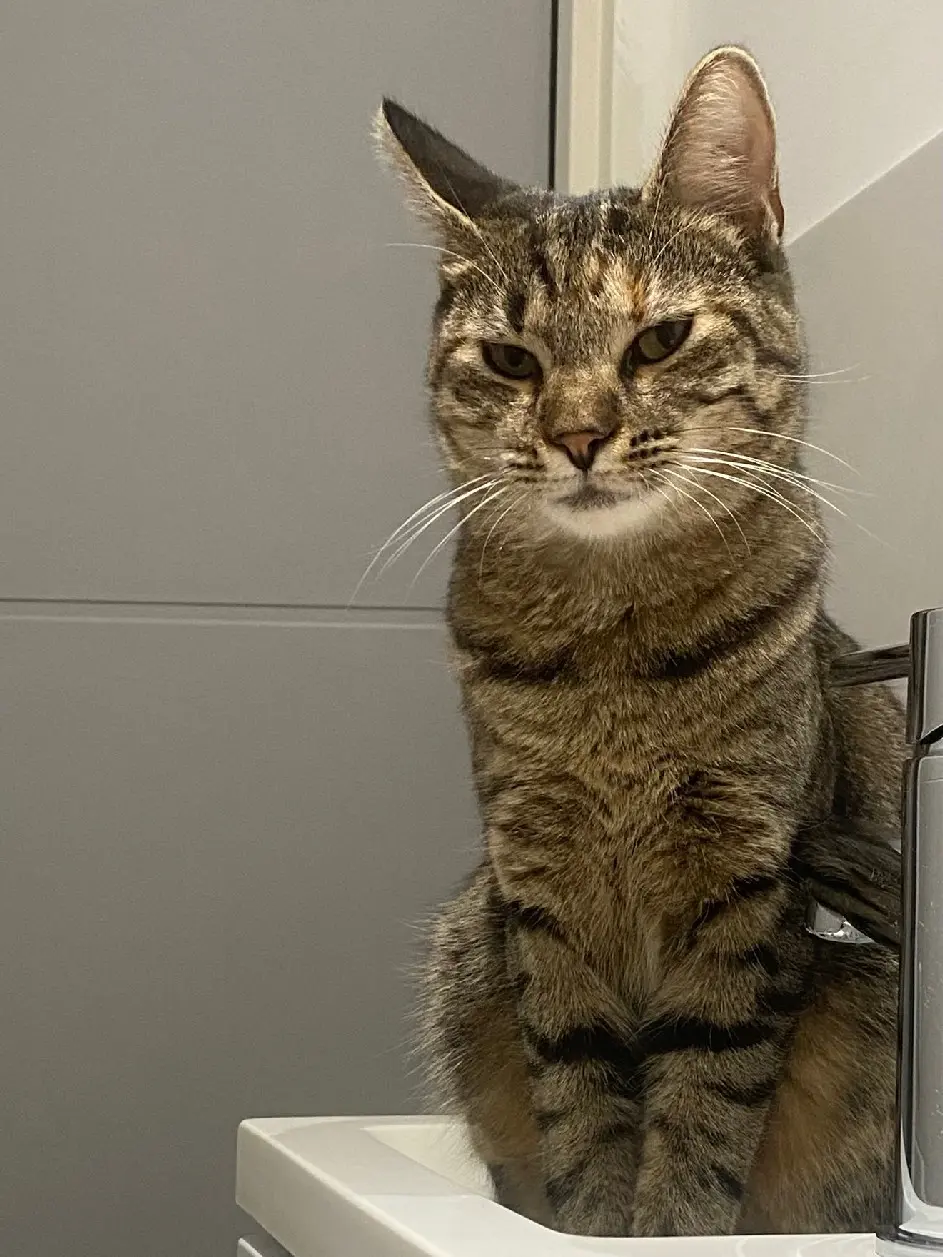 Chatte Perdue 73 Savoie - Vickie Chatte Perdue 73 Savoie - Vickie