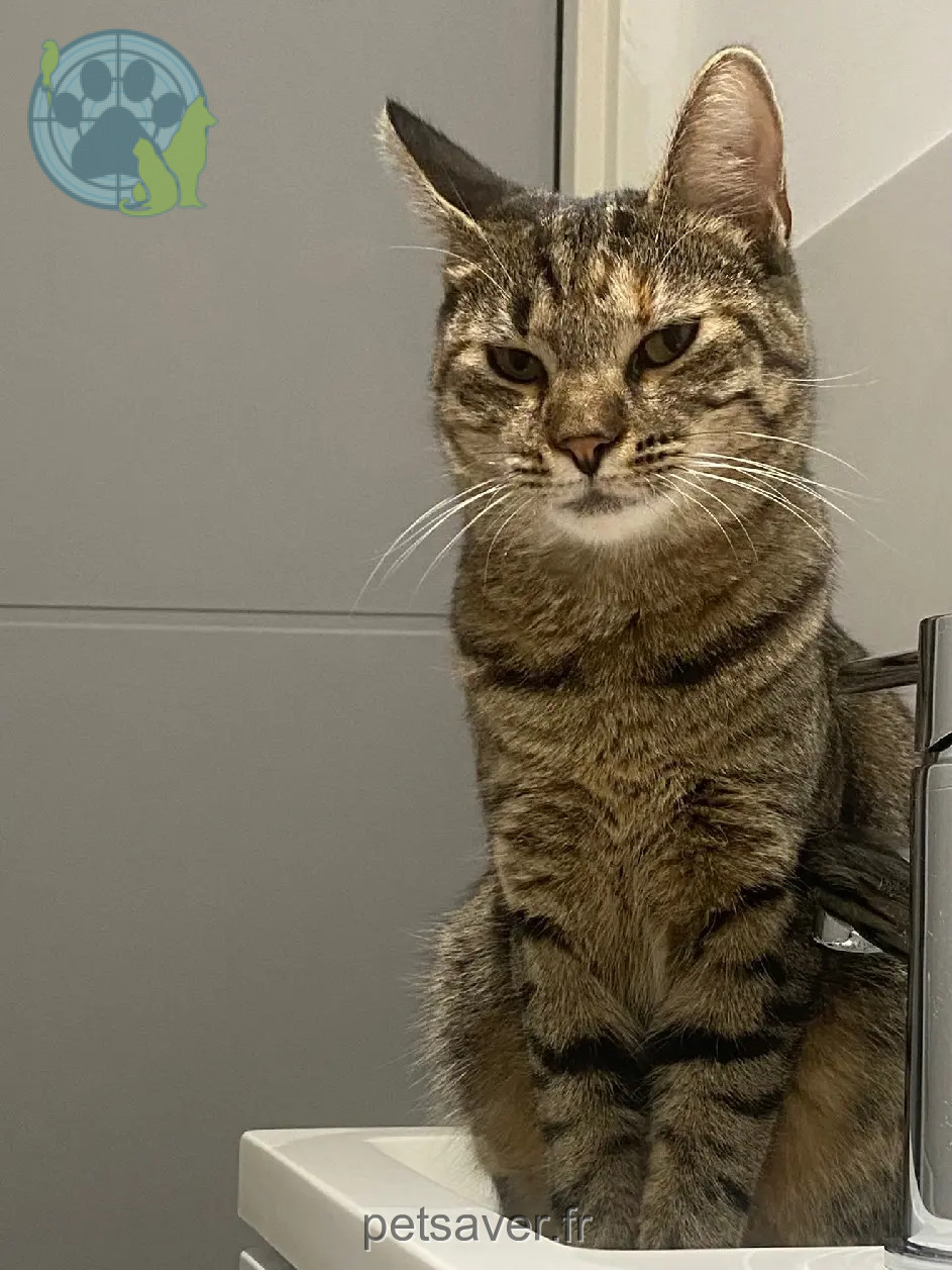 Chatte Perdue 73 Savoie - Vickie Chatte Perdue 73 Savoie - Vickie
