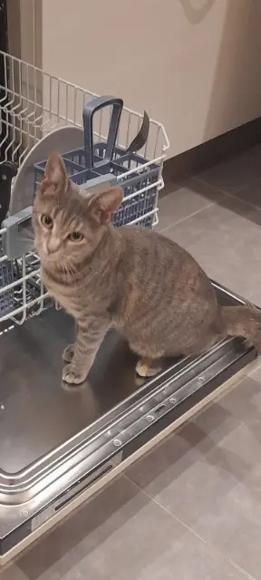 chatte lost   73540 La Bâthie Violette