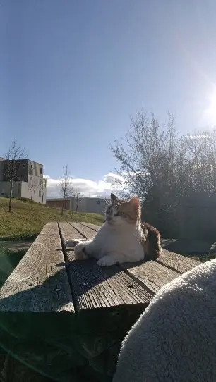 chatte lost   73000 Chambéry Zoe