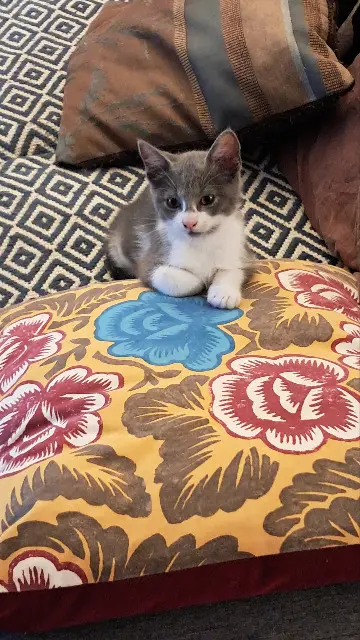 chatte lost   73490 La Ravoire Zouk