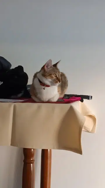 chatte lost   73000 Chambéry Kitty