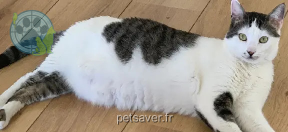 Chatte Perdue 74 Haute-Savoie Annecy - Boubou-ou-ange Chatte Perdue 74 Haute-Savoie Annecy - Boubou-ou-ange