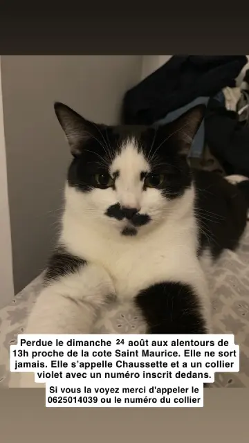 chatte lost    Annecy Chaussette