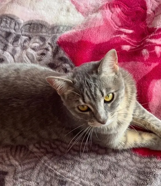 chatte lost    Annecy Coquette