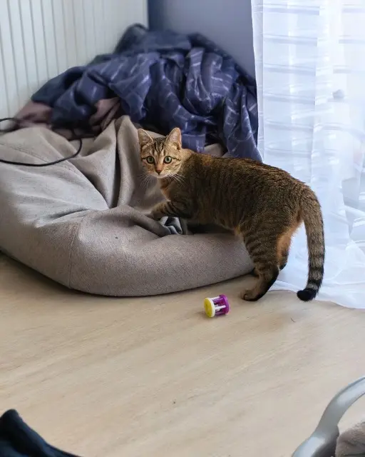 chatte lost    Annecy Coquillette