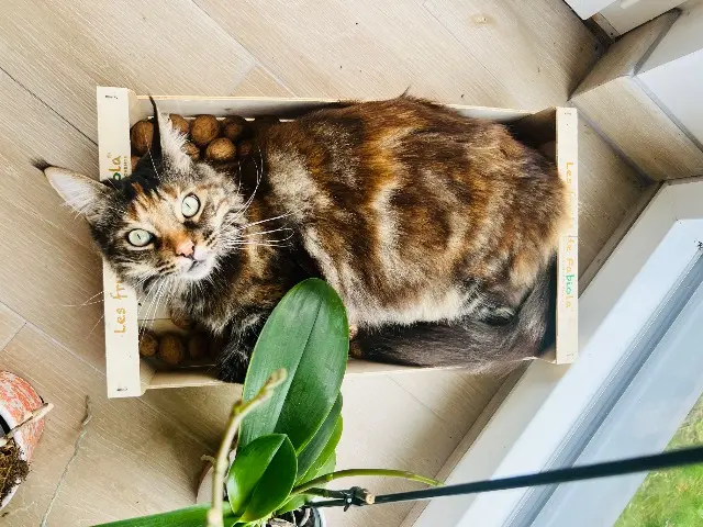 chatte lost    Annecy Gaïa