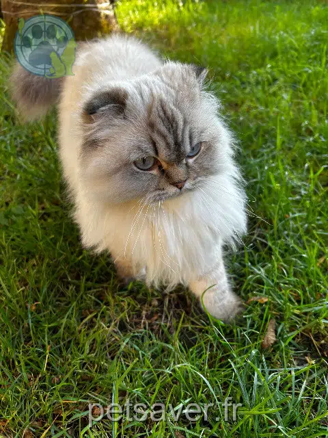 Katze lost    Annecy Houda