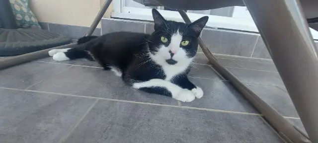 chatte lost    Annecy Iris