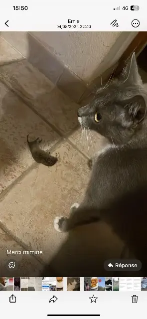 chatte lost    Annecy Mina