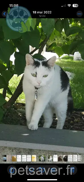 chatte lost    Annecy Minette
