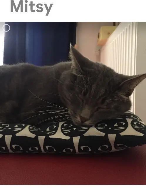 chatte lost    Annecy Mitsy