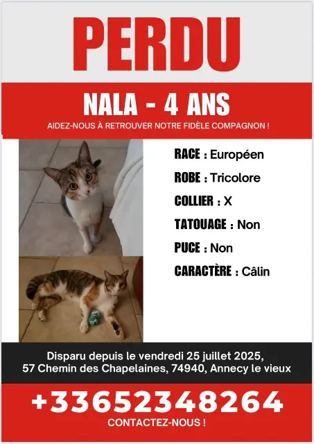 chatte lost    Annecy Nala