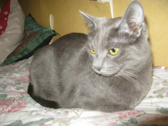 Chatte Perdue 74 Haute-Savoie Annecy - Opale